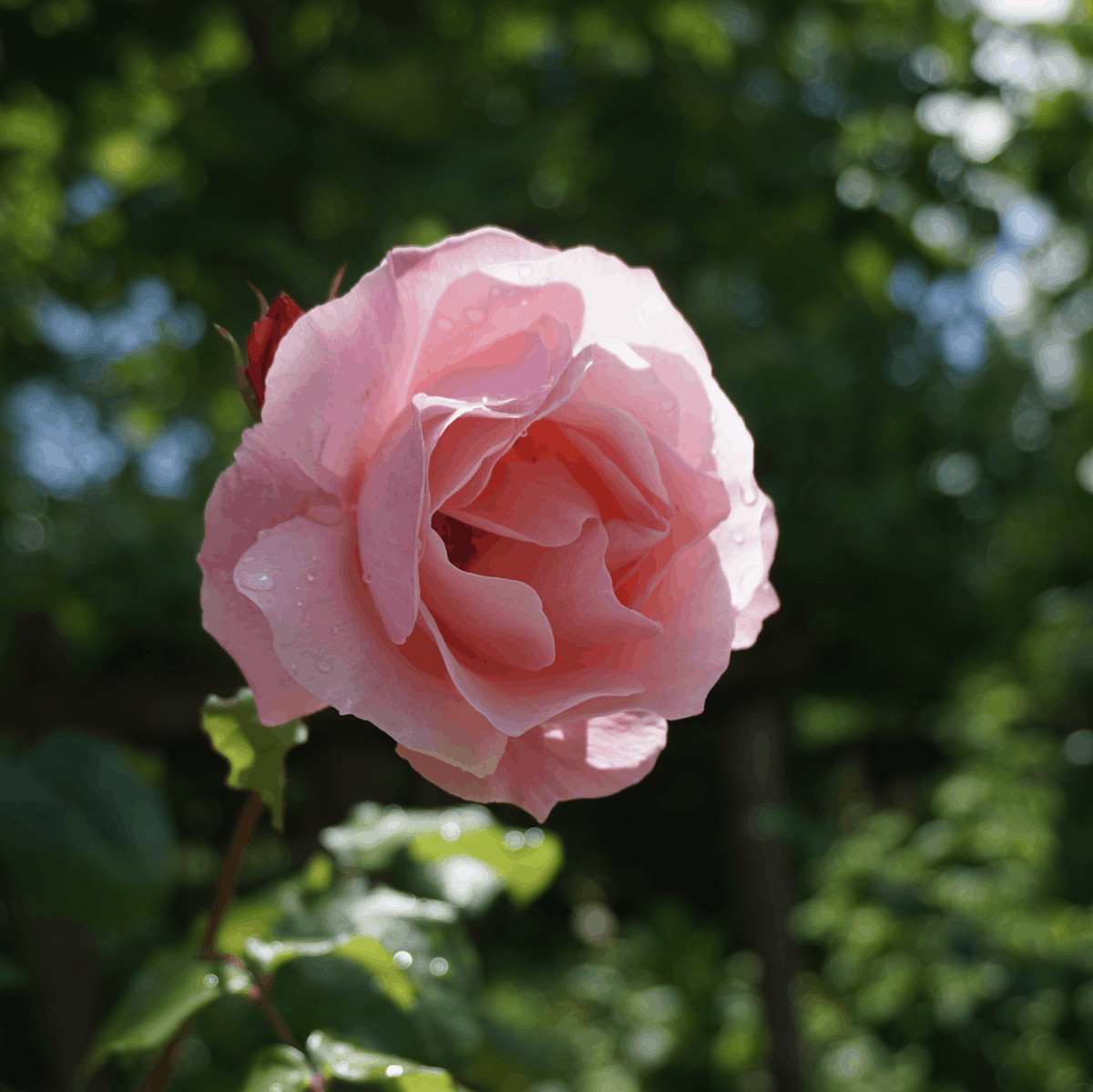 Versailles flower photograph